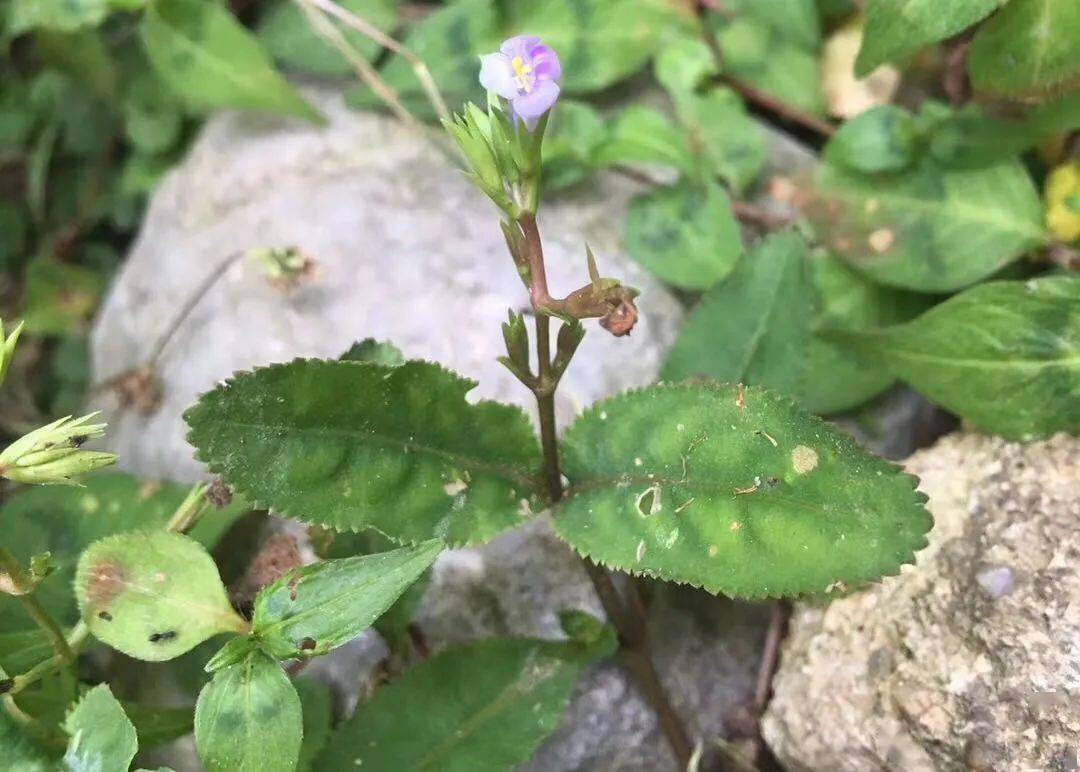 《贤话青草药》系列视频:小号虎舌癀