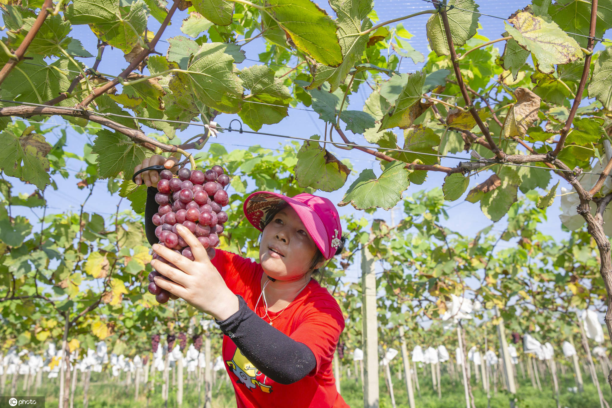 海安|江苏海安：直播“带货”助农增收