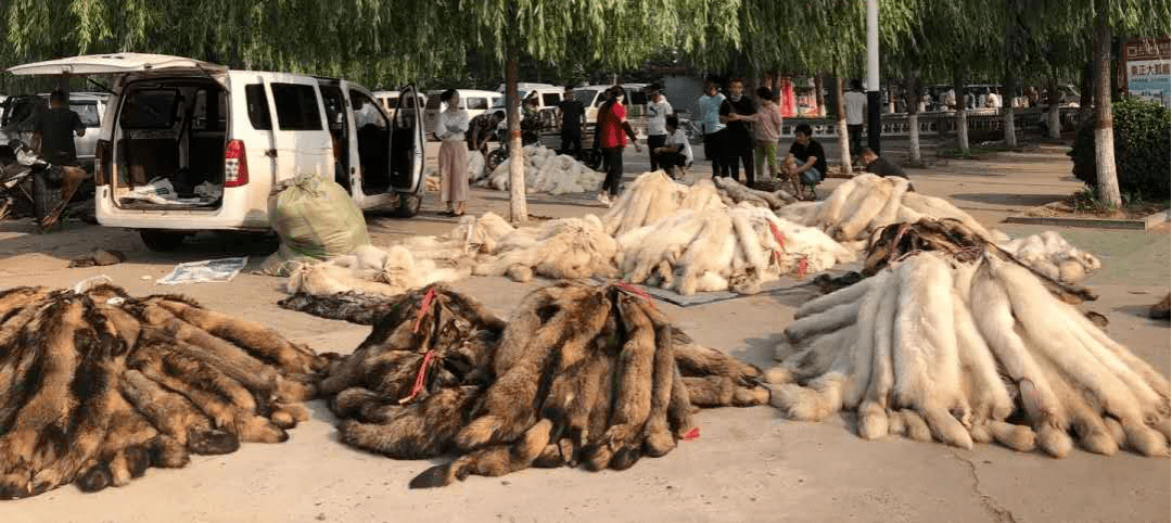 黄金|奢侈品之皮草调查丨昔日“软黄金”，如今价如“草”！