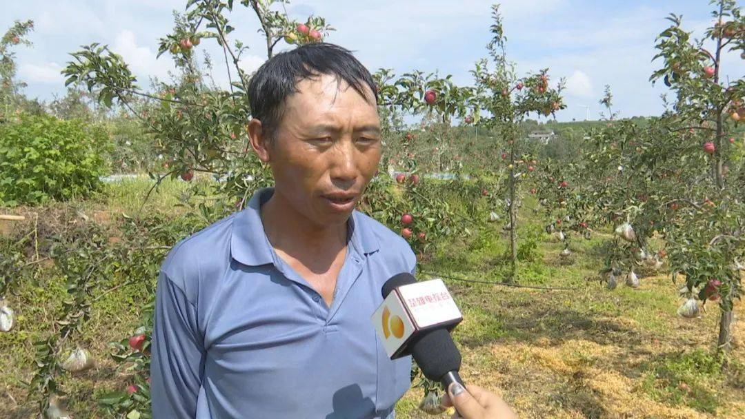 禄丰高峰乡:苹果丰收日子甜