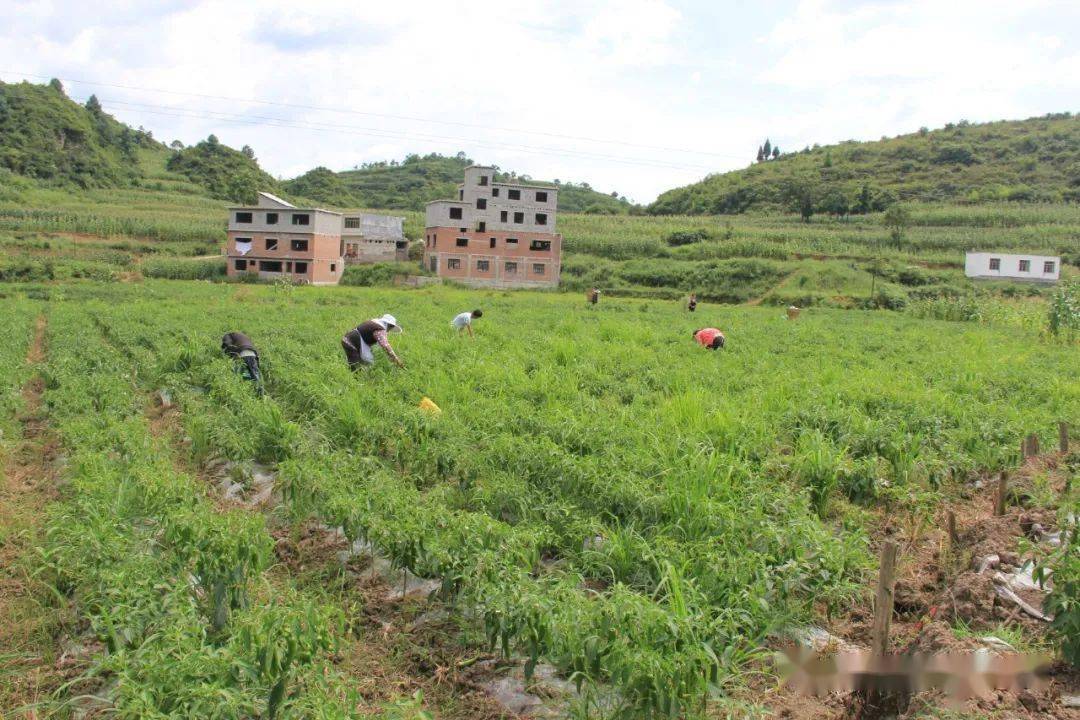 大方县兴隆乡狮子村党支部领办合作社引领群众增收致富