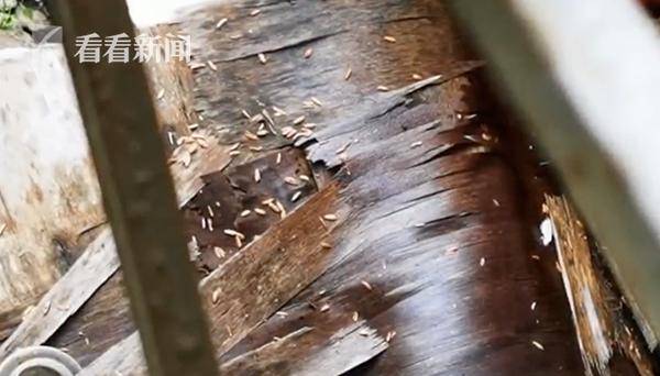 阿姨|厨房惊现老鼠药 邻居：台风吹落的