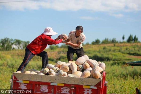 黔西|贵州黔西：南瓜丰收农家乐