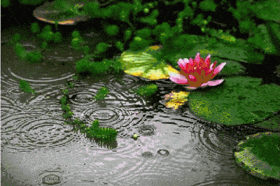 策划|靖哥哥 编排|淡淡白荷 南乡子· 雨 渺渺洗尘埃,风景朦胧色不衰