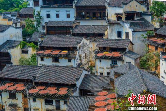 鸭子|为何立秋后有“处暑”？ 为啥吃鸭子、出游迎秋？