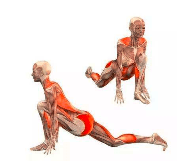 泛亚电竞瑜伽最经典的拜日12式肌肉解析！（建议收藏）(图3)