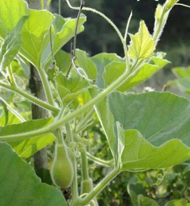 当结出小葫芦时要保证水分充足,充足的水肥有利于果实生长发育.