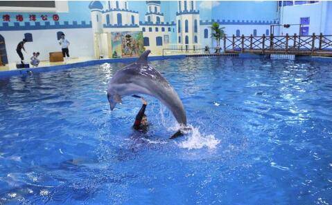 游泳|洛阳165斤小伙扮演油腻美人鱼走红，网友：实力证明游泳不能减肥