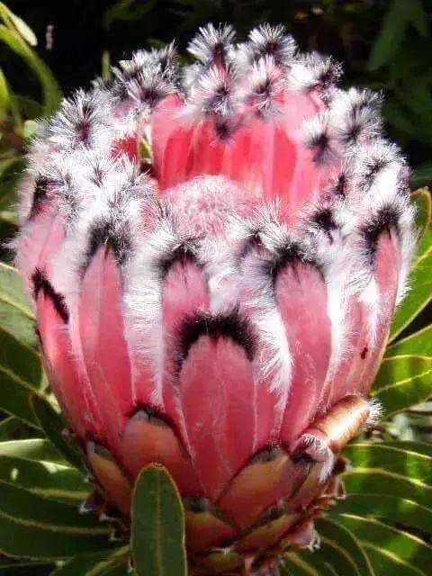 花竟然|稀世奇花终于开了！