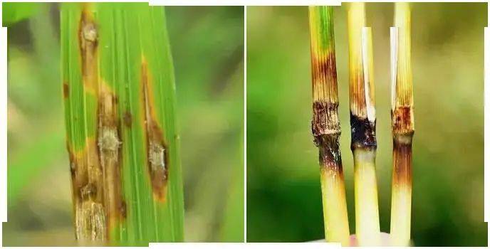 水稻3大病害详解——纹枯病,稻瘟病,细菌性条斑病