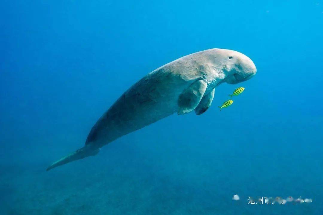 说说我的海洋生物朋友们|第5期:美人鱼——儒艮