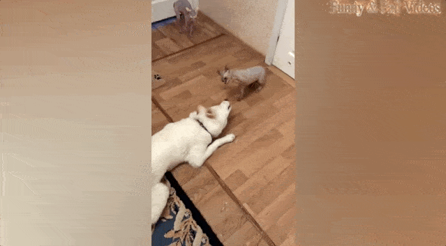 我在网上,围观了一场奇葩打架.