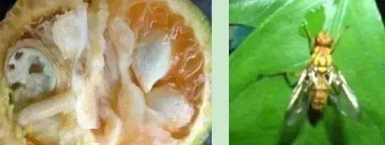 柑橘果实蝇为何难防,该如何有效防治?