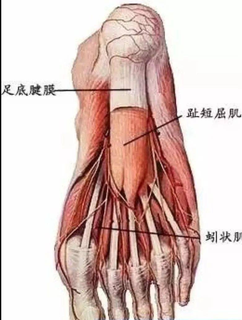 肌肉解剖图谱高清彩图