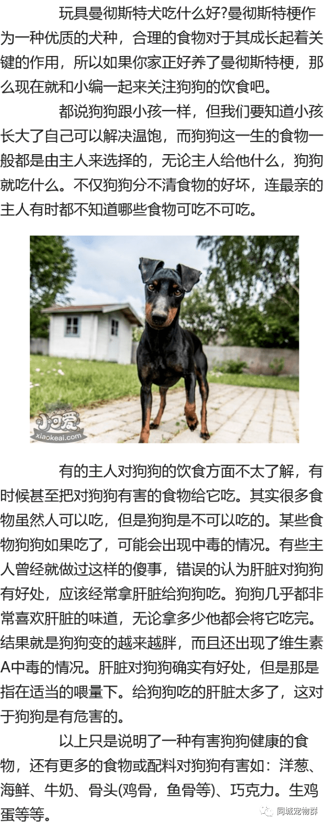 玩具曼彻斯特犬吃什么好曼彻斯特梗禁忌食物