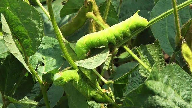 种植庄稼,蔬菜,虫害是农民的心头大患,必欲除之而后快.