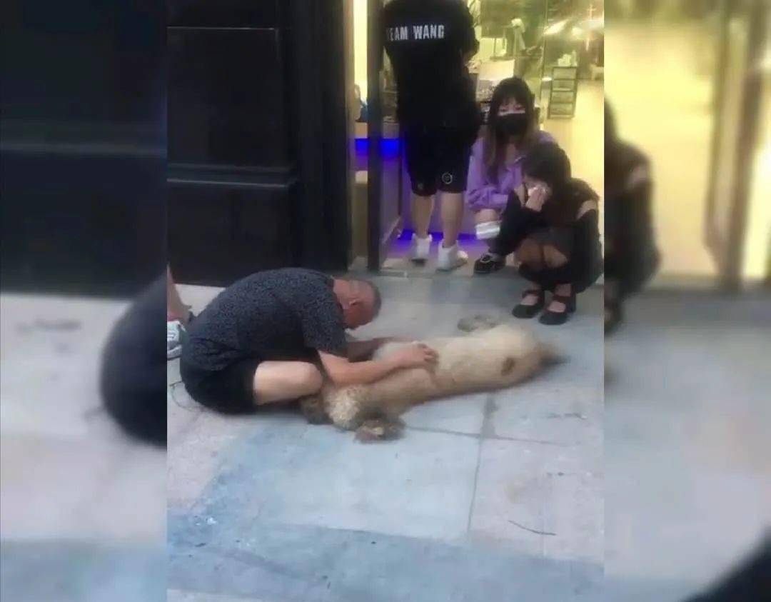 火腿肠|蹊跷！深圳小区宠物狗接连死去，疑似被投毒？警方介入
