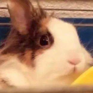 水印|揭秘？传说中的韩系证件照美女居然都是假的！