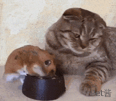猫:吃吧吃吧,我都闻到老鼠肉香了.