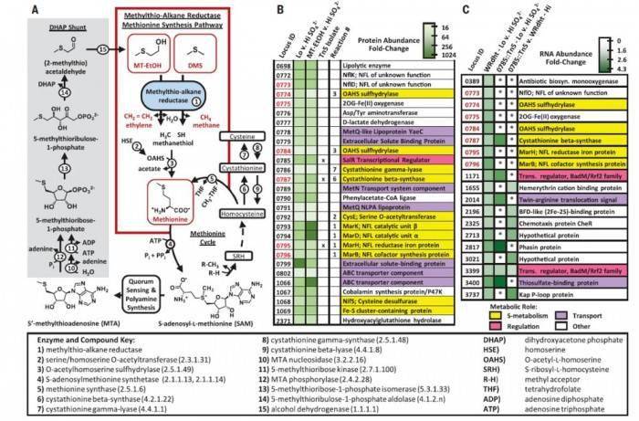 替代化石燃料:科学家找到微生物生产塑料原料新方法 1 替代化石燃料:科学家找到微生物生产塑料原料新方法