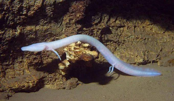它们就是洞螈(proteus anguinus).