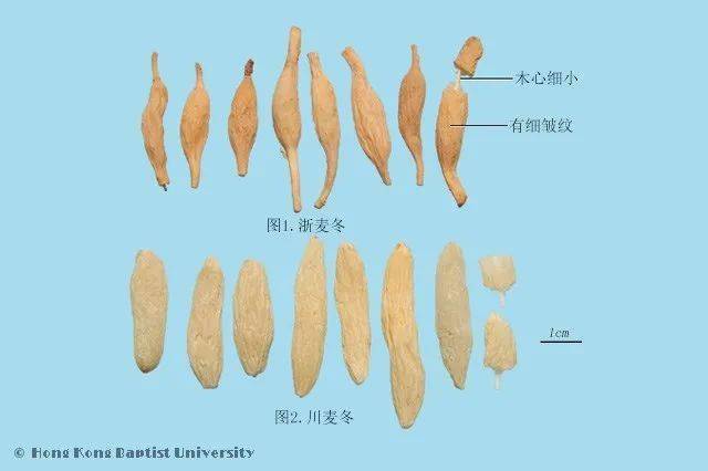 小小麦冬不得了,滋阴润肺效果好,这些质量问题需注意