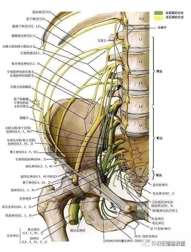腰大肌功能解剖