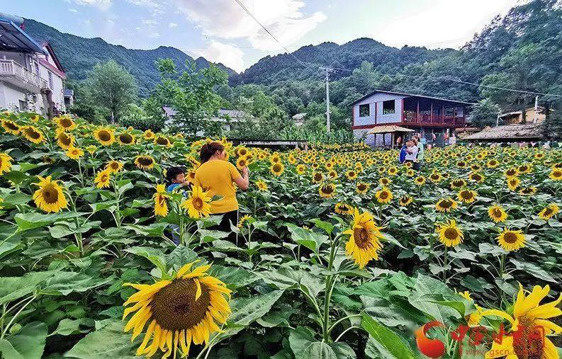 康县有多少人口_康县到略阳高速规划图(2)