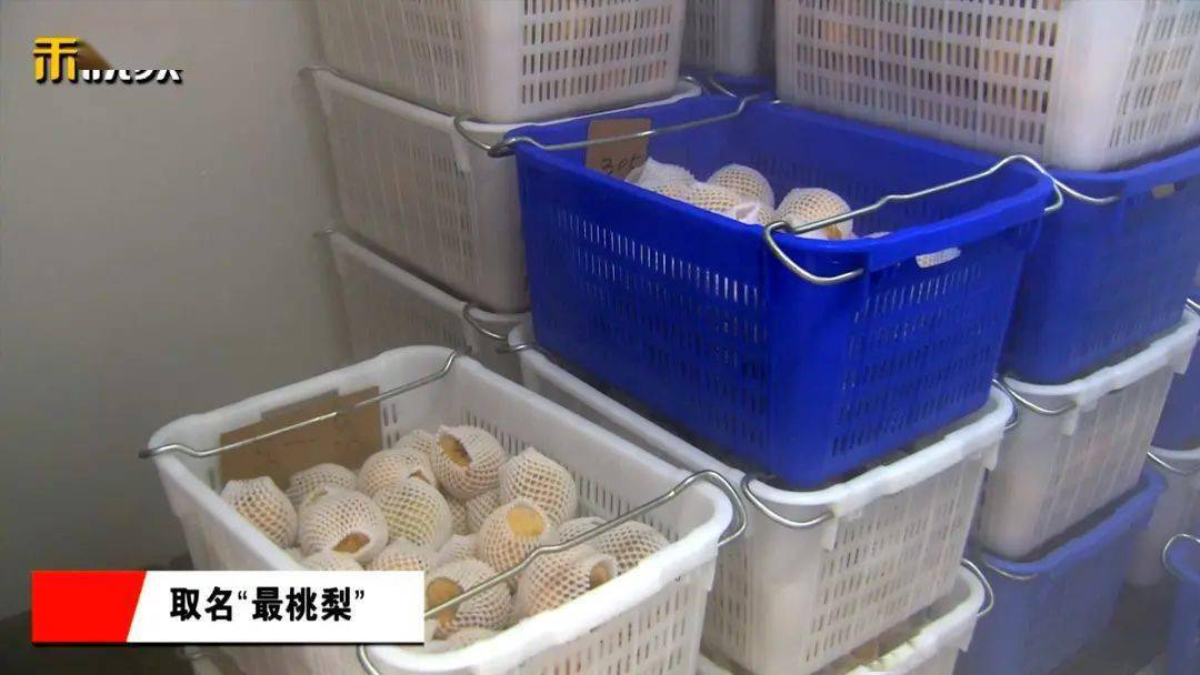 范建国|翠冠梨和黄桃“在一起”了？没错！入口清冽的崇明新味道！