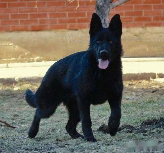 本土最优秀的4种狼犬,实用性强,护卫能力让邻居都不敢