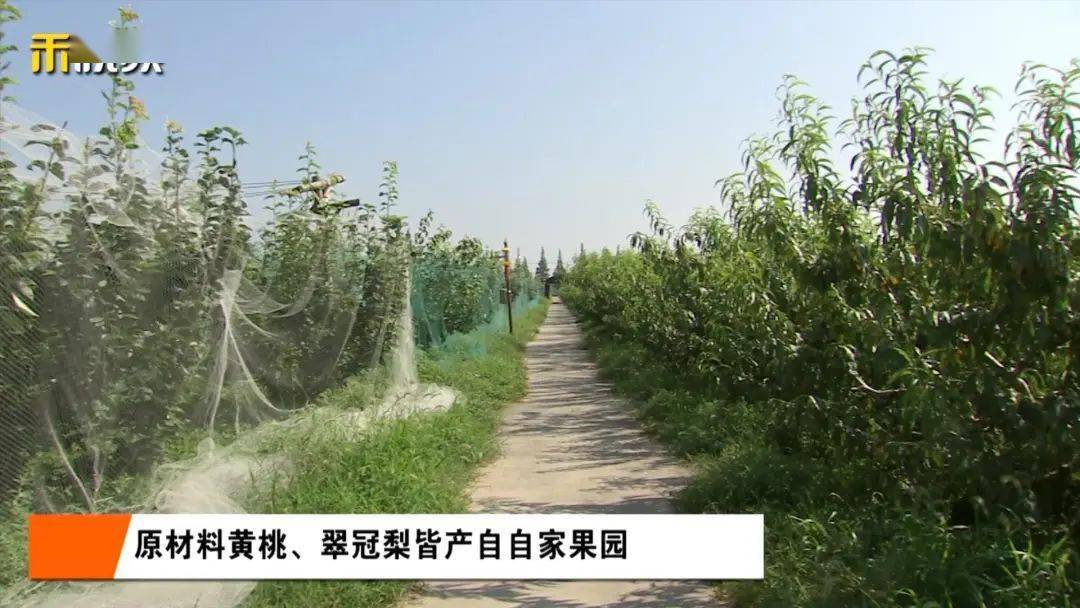 范建国|翠冠梨和黄桃“在一起”了？没错！入口清冽的崇明新味道！