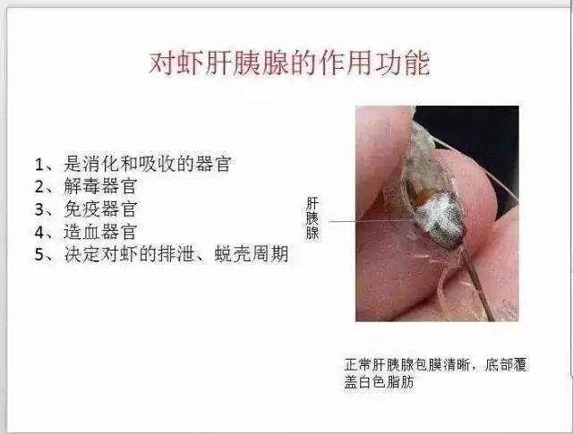 成语抓什么肝_成语故事图片(2)
