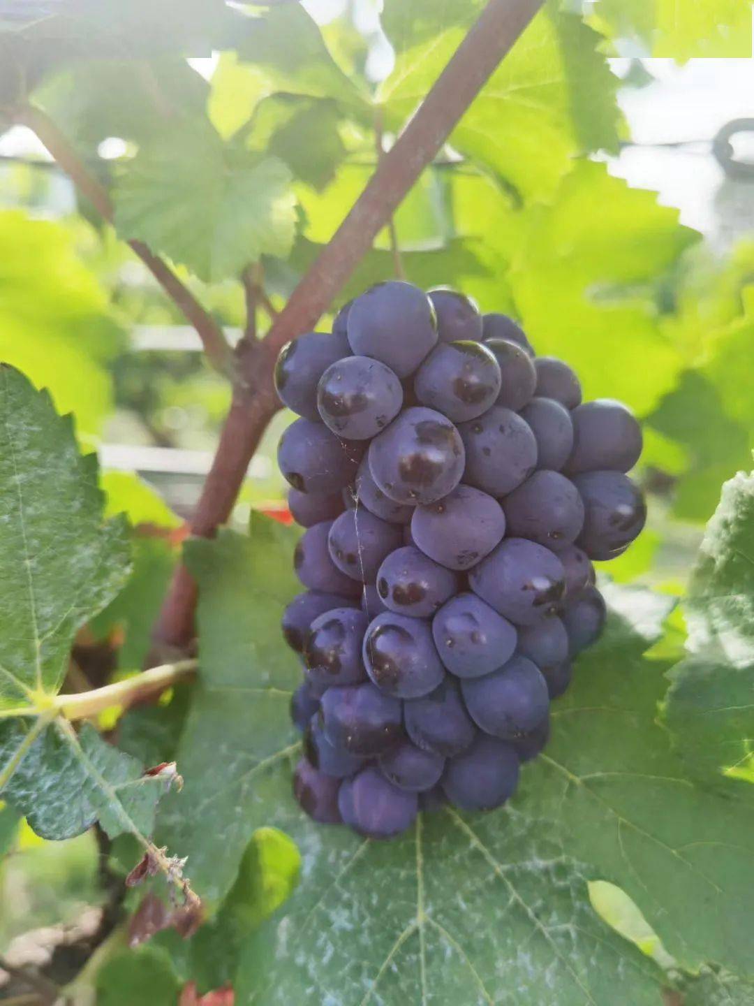 类型|酒标解析II | 如何从酒标上读懂香槟类型？