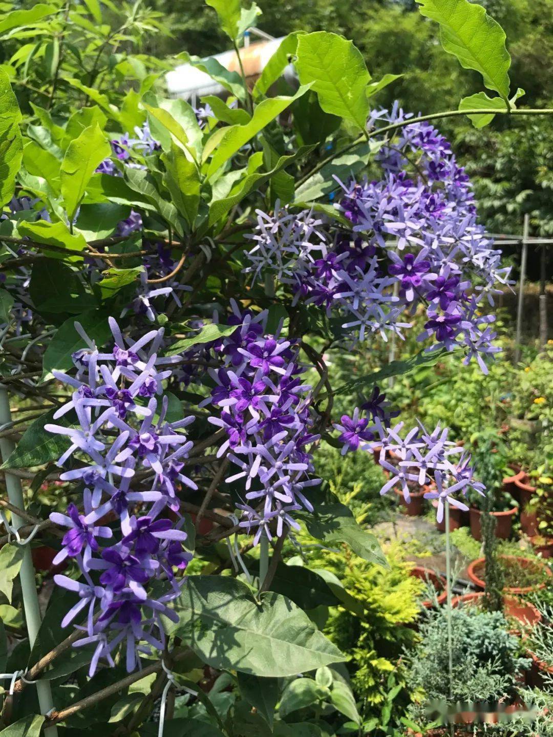 漂亮的蓝花藤,南方有院子的花友别错过,花开时特别美!