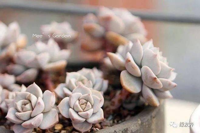 玉缀多肉怎么浇水 82f2d53d771c43bf9b633ca8b41a9efa.jpeg
