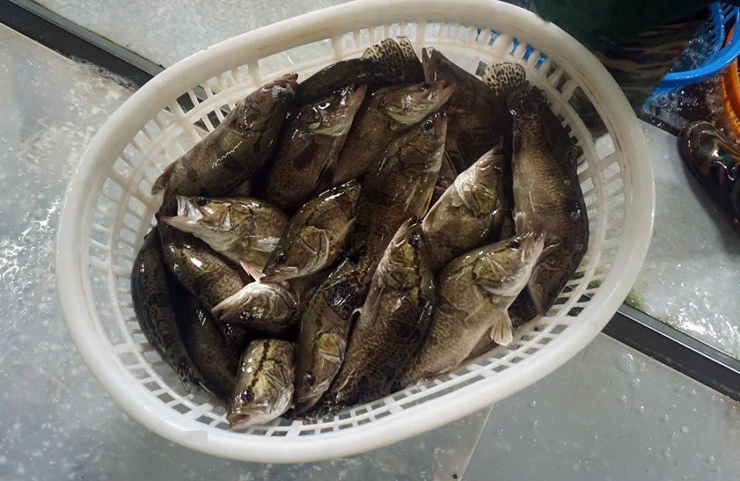 鱼机排行_5大长寿习惯排行榜:吃鱼排第4,第1名很难想到,却很有道理