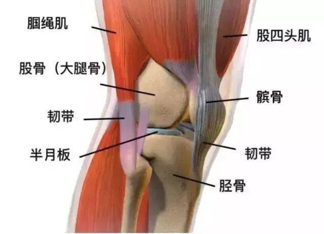 高手进阶:90%的膝关节疼痛都能在本文中找到答案!