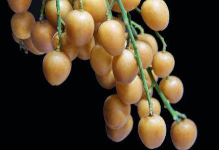 黄皮是哪个季节 3353f5cee99a434ebec5897a890224f5.jpeg