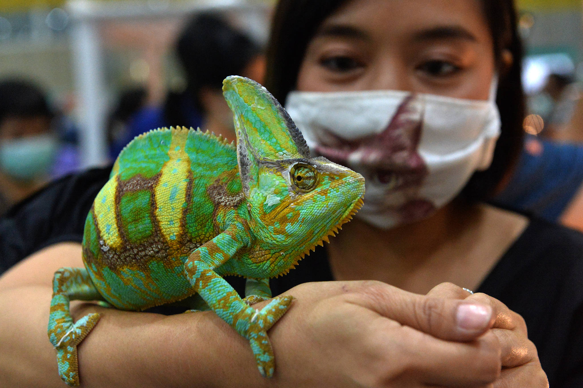 9月3日,一名女士在曼谷举行的泰国宠物博览会上展示一只高冠变色龙.