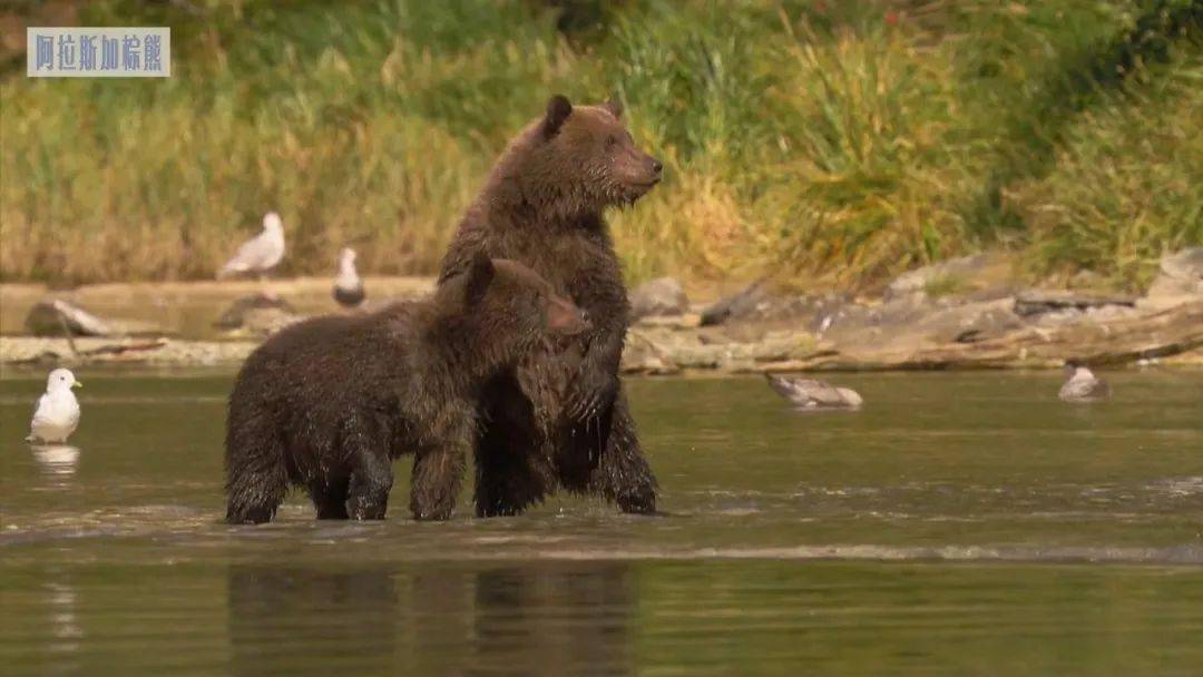 【图说纪录片】自然世界 阿拉斯加棕熊