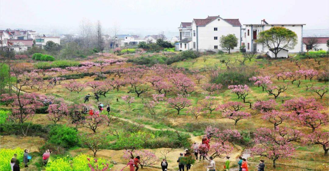 当涂县护河镇桃花村马鞍山市金安区张店镇洪山村霍山县太阳乡金竹坪村