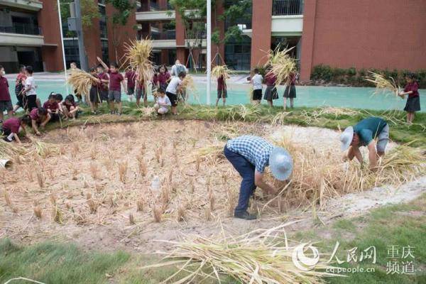青禾|别样“开学第一课”，下田“打谷子”！