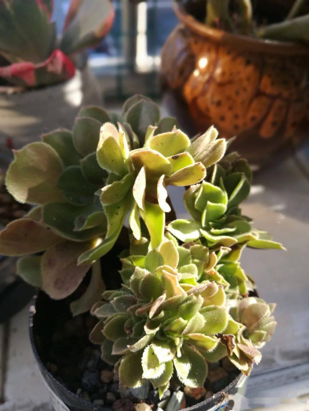 多肉怎么缀化详解 8a971259892d4428bd249ddd0c859a4c.jpeg