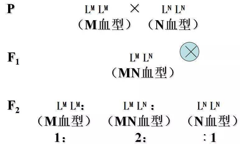湖南郴州发现全新B等位基因型血型，科学探索与医学进步的新里程碑