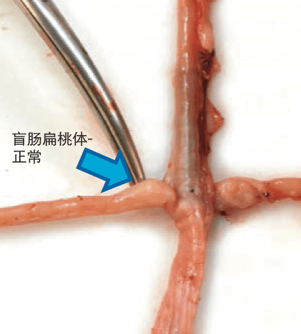 这才是解剖家禽的正确打开方式 | 农场实用解剖指南 on farm post