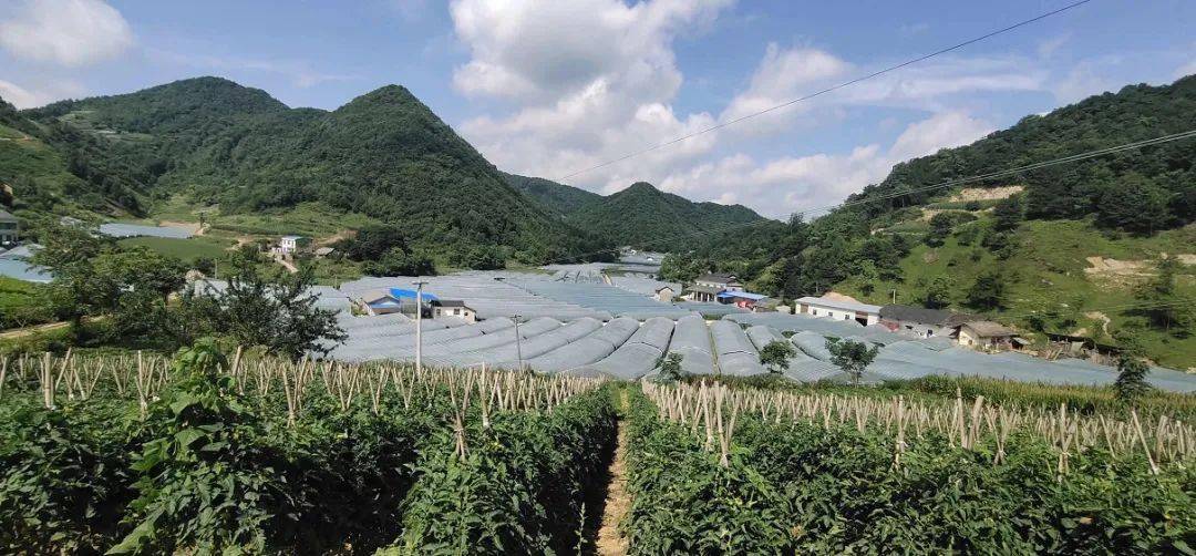 "千米高荒"上的"绿色"传奇|高质量发展看湖北蔬菜_长阳