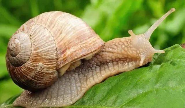 拥有世界上最多的牙齿蜗牛虽行动缓慢却极其励志