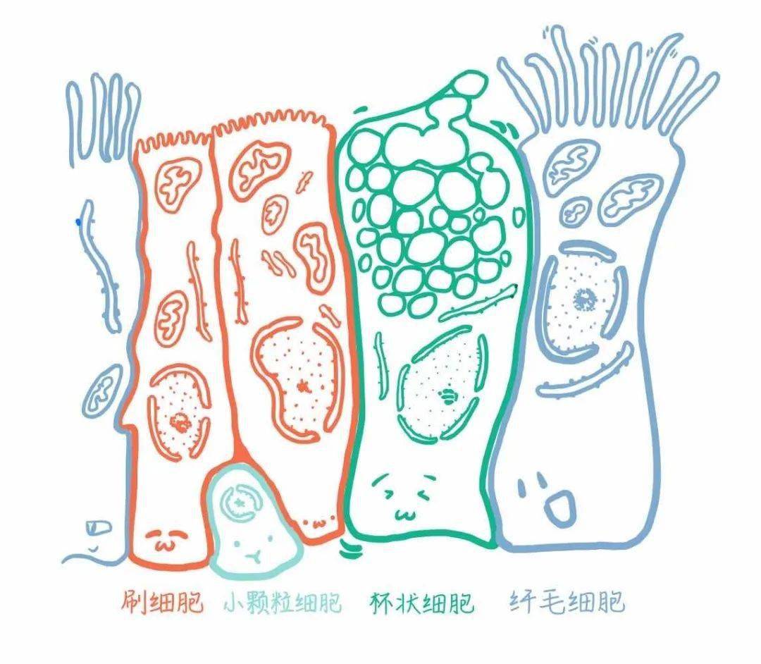 人体防御病毒的免疫力究竟是什么?_组织细胞