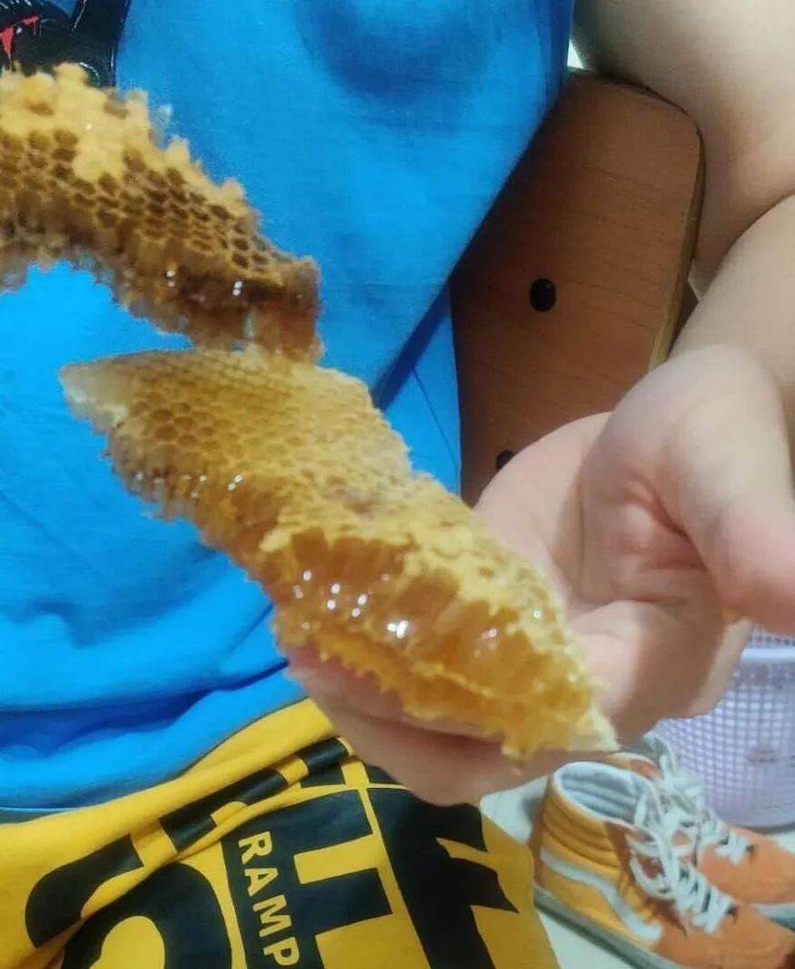 寝室|湖南俩大学寝室惊现大蜂巢，马蜂密密麻麻！同学“含泪”分享美味(视频)