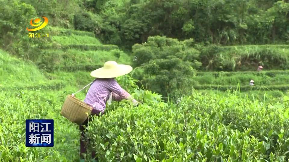 阳西东水山秋茶上市